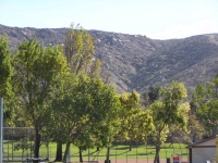 View of trees from Don Day Neighborhood Center